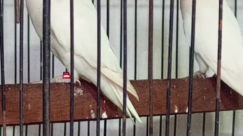 Albino love bird