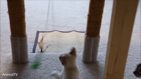 Siamese Kittens Playing - Cute Compilation