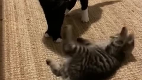 Funny animals compilation