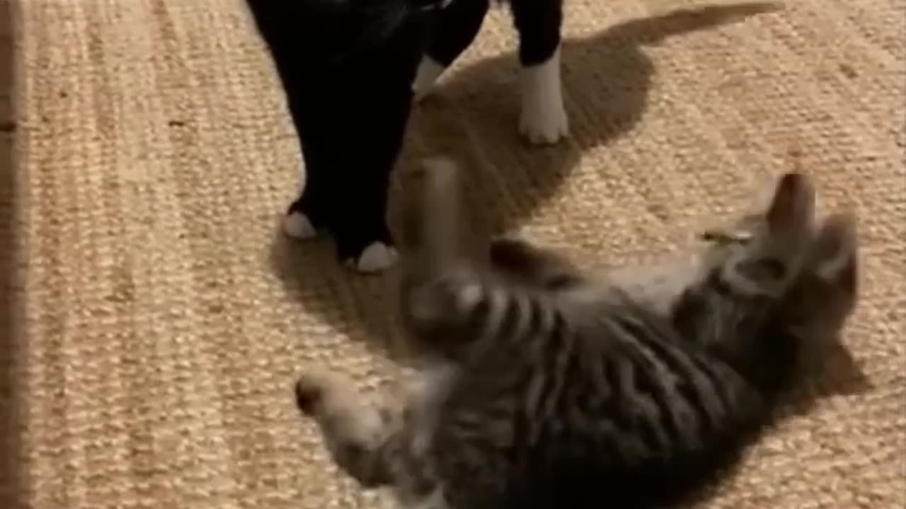 Funny animals compilation