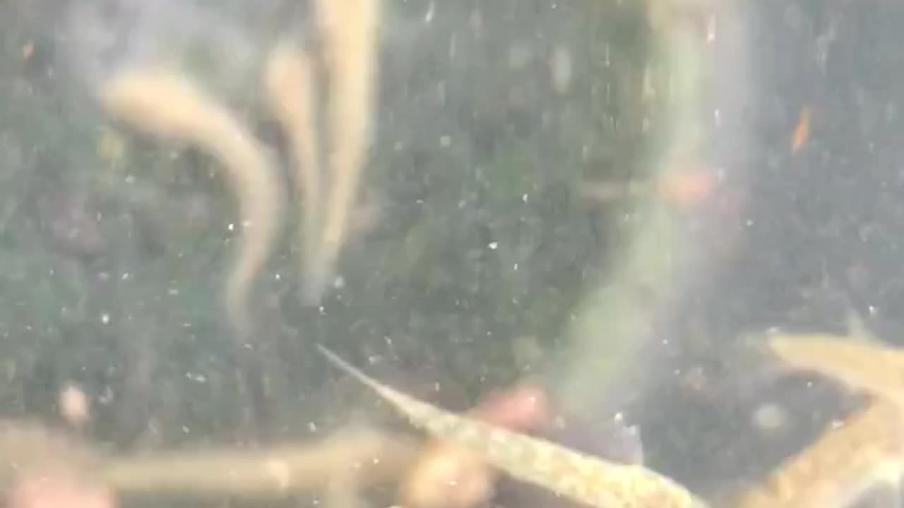 Baby Fishes