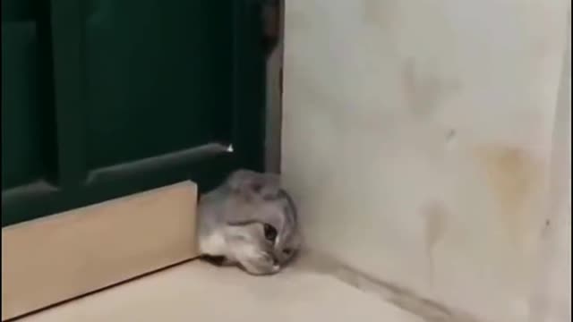 Treat unhappiness, cat funny video, cat hilarious video