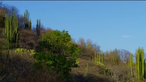 Nature