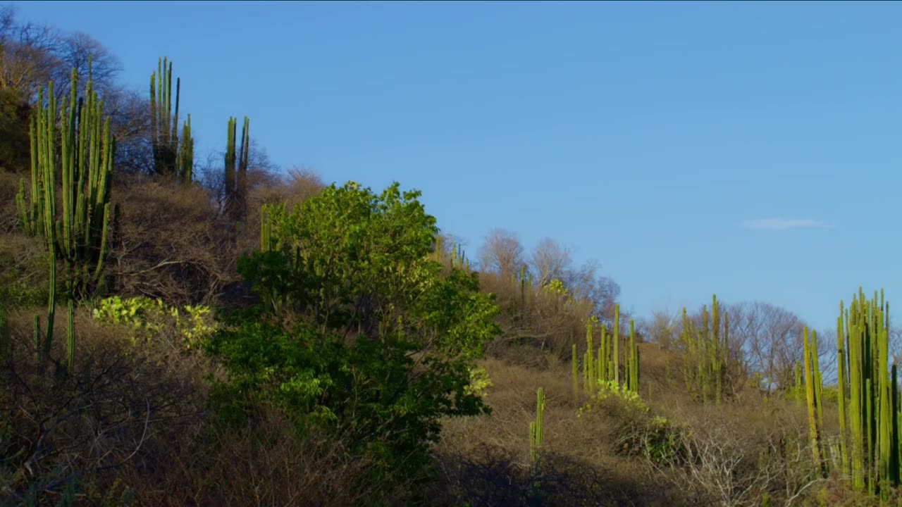 Nature