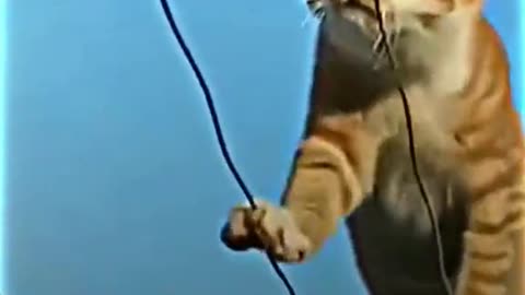 Super Cat 🙀
