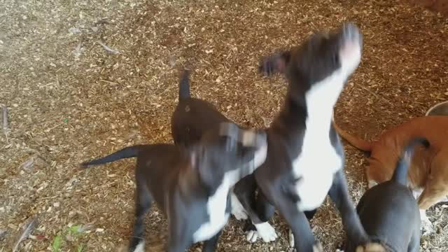 The puppies playing with bubbles