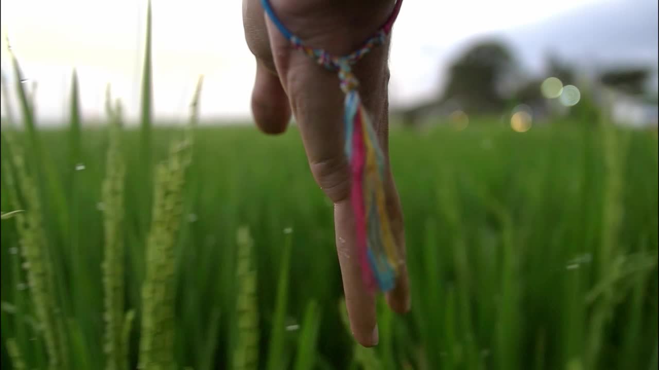 Hand Running Through Crops