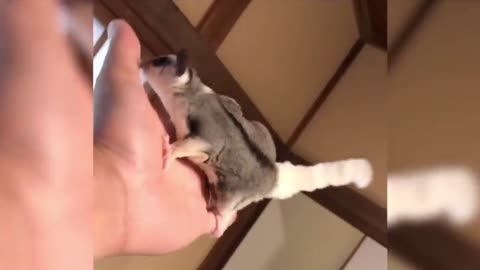 SUGAR GLIDER FUNNY COMPILATION