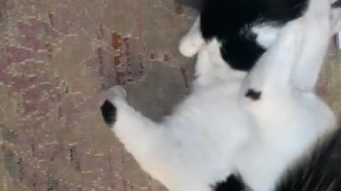 Battle between feline brothers.