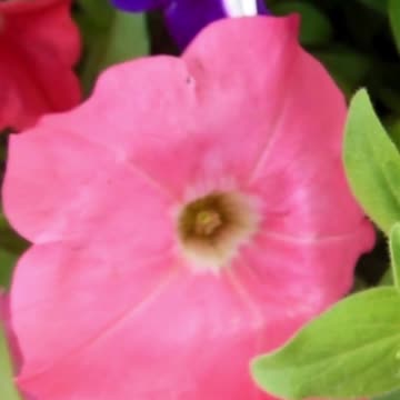 Escape the Stress: How Relaxing This Really Is! Volume 77 #echoplanet