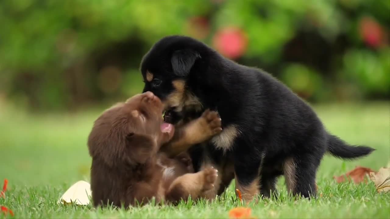 Cute Puppy❤️🐕❤️ Playing outside, Adorable Baby Dog