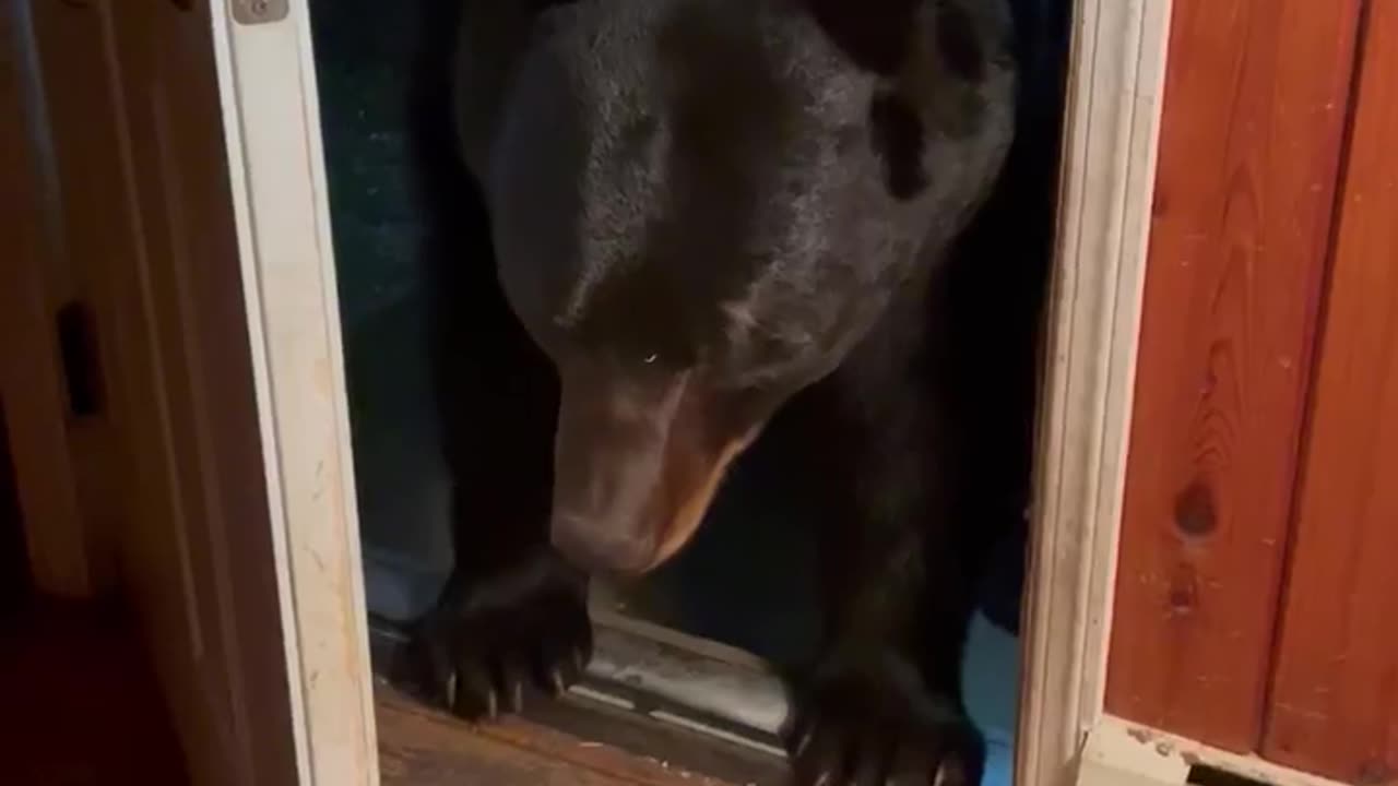 Bear Looks For Something To Steal Before Closing Door