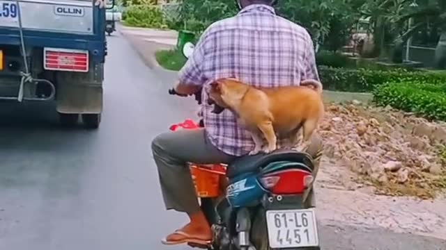 take a walk with the dog