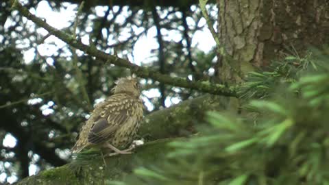 Grive draine (Turdus viscivorus) - 26 avril 2015