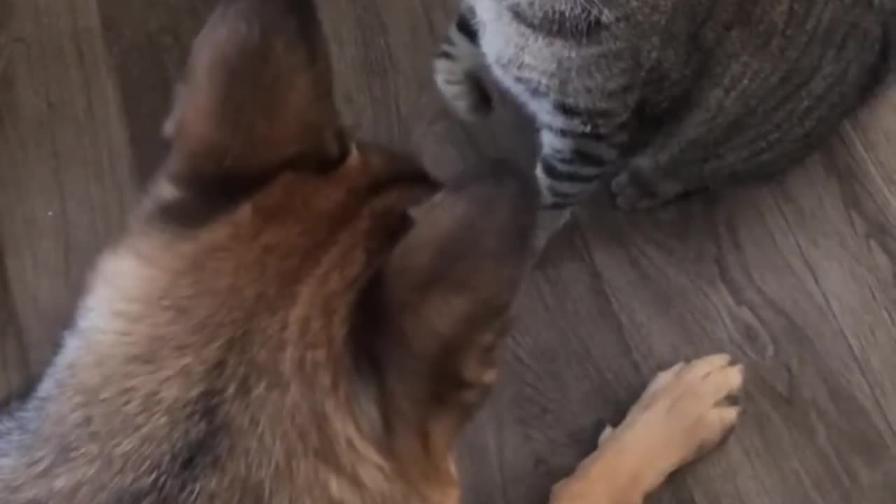 Cat funny video// new video. 2023