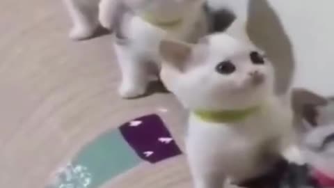 OMG Cute Cats