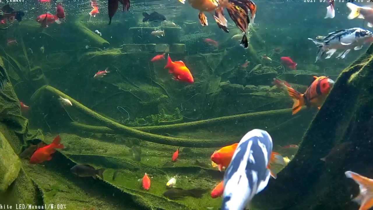 koi and goldfish pond 210307