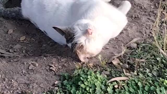 Cat Cute Video By Kingdom of Awais