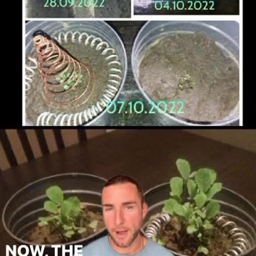 28 Day before and After with Electroculture Copper Coils