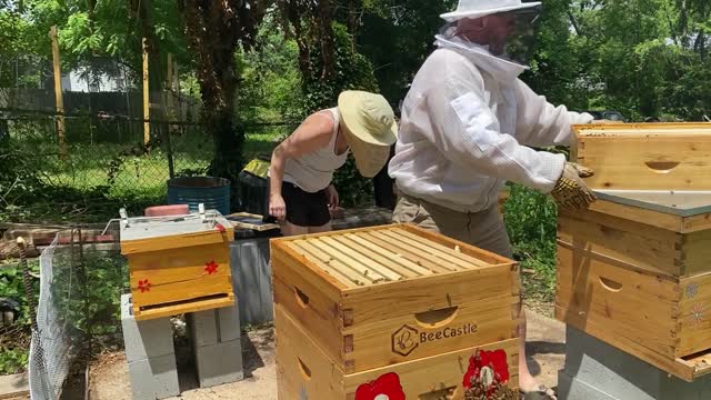 BEE KEEPING WALK AWAY SPLIT FOR BEGINNERS