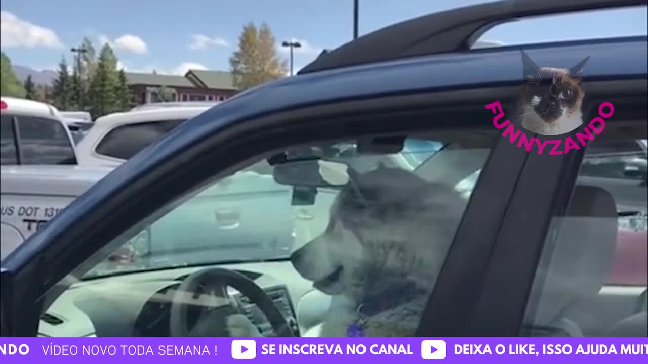Vídeo engraçado com animais