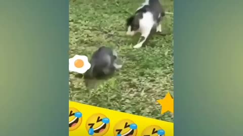 A few funny videos