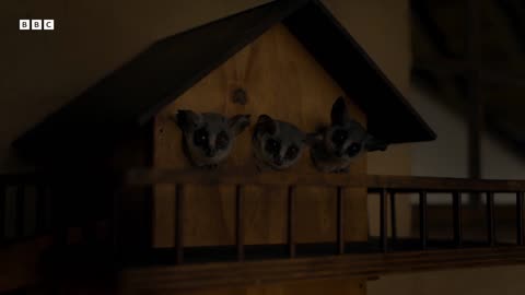 Bushbaby Risks it All For First Taste Of Banana | Big Little Journeys | BBC Earth
