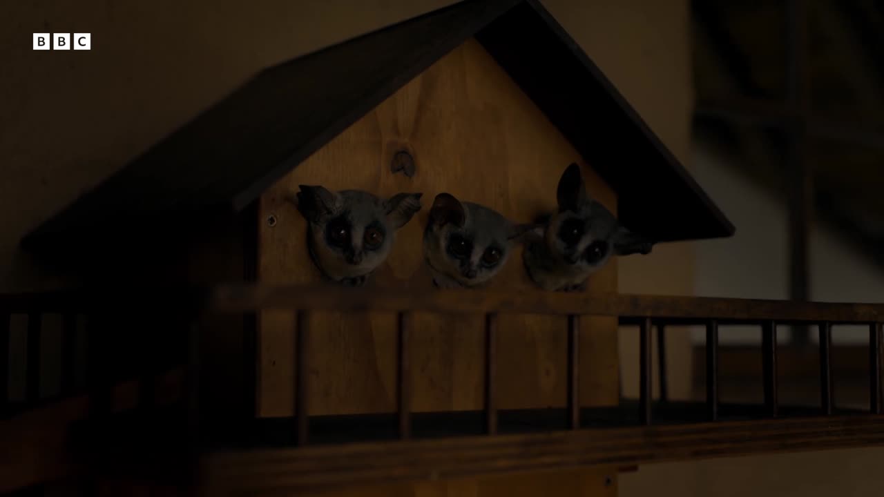 Bushbaby Risks it All For First Taste Of Banana | Big Little Journeys | BBC Earth