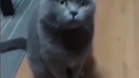 The cute cat looks at the camera