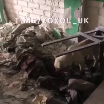 Welcome to Nato Sweden