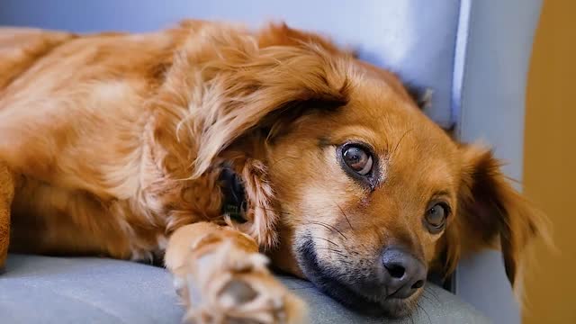 The dog has a strange reaction when someone who has seen what happened looks at him