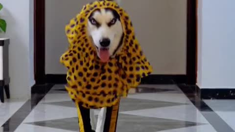 Dog fashion Show