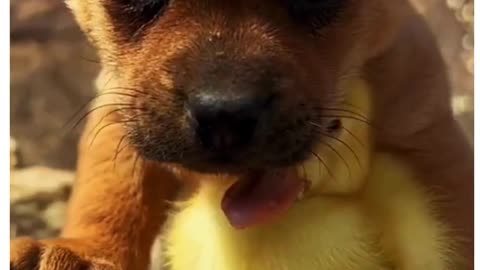 funny dogs and mouse🐕😁,funny animal videos 2023,animal lovers ,animal videos,