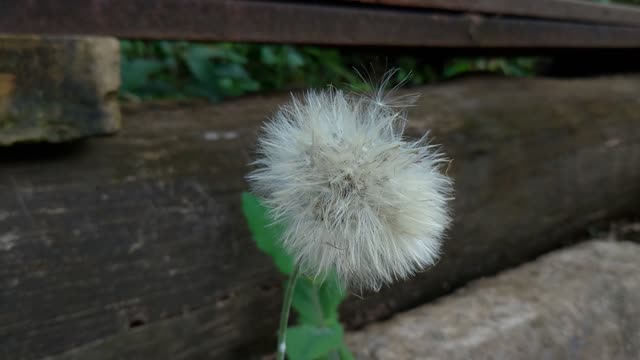 Dandelion flower