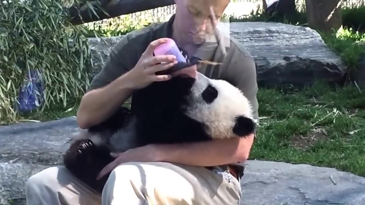 Panda drink milk. Panda fun with man