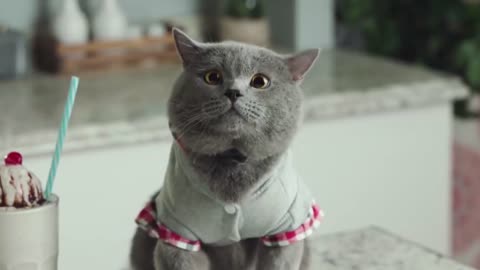 Performing Magic Tricks for Cats, cat carring tips cat is my family member. // Fazendo truques de mágica para gatos,