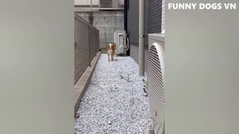 Funny Cats & Dogs Videos Part7
