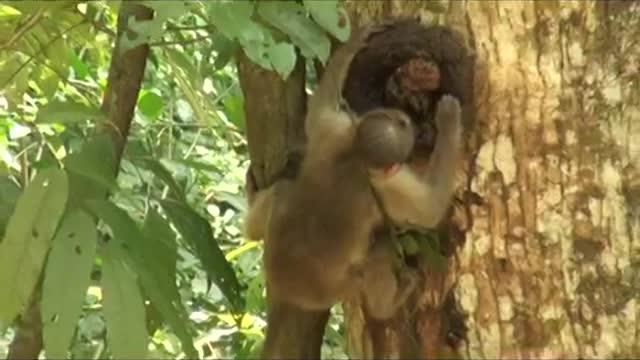 Bonnet Macaque