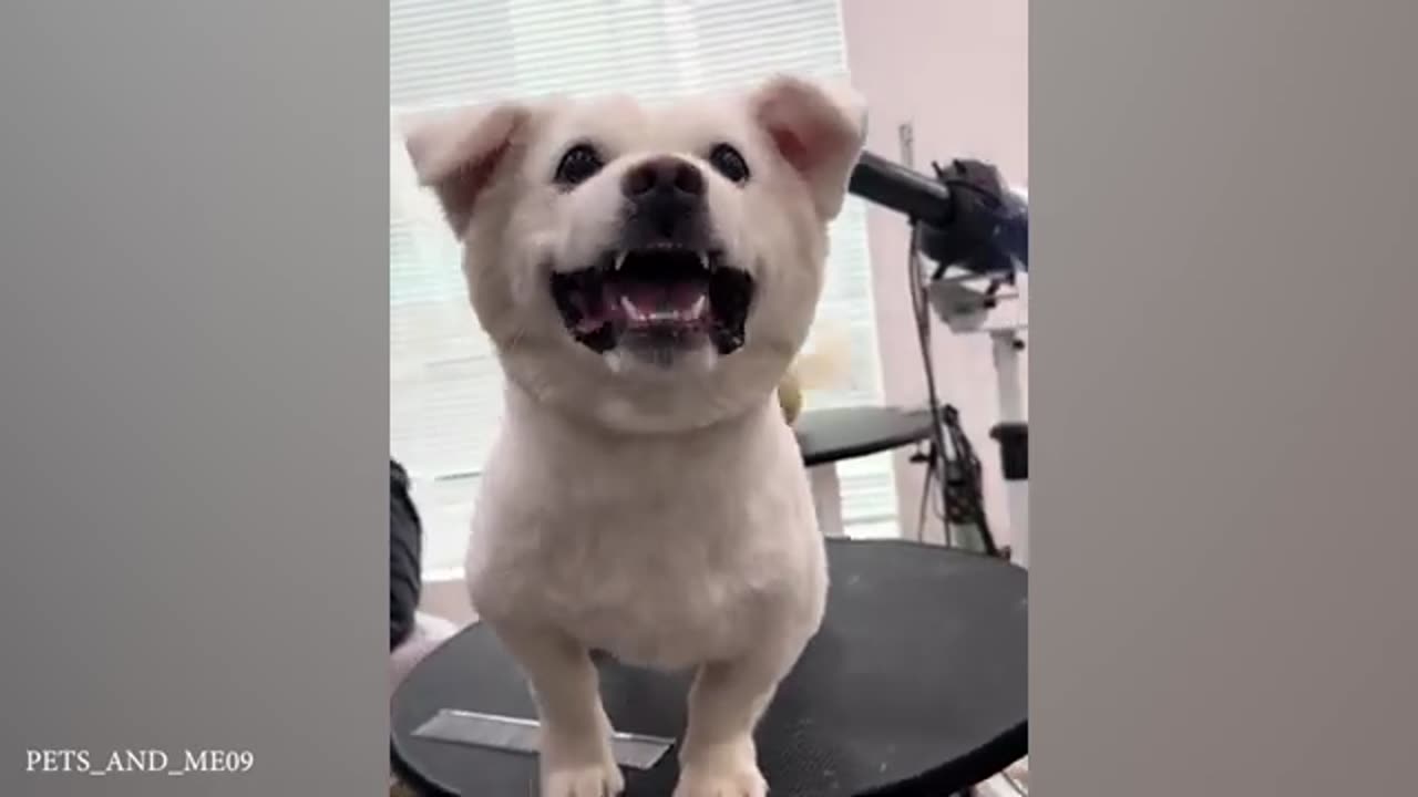 When Your Dog Is A Pro At Vet Visits Funniest Dog Reaction