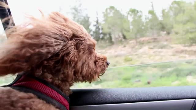 Little Doggy just sitting in a Car and Enjoying the Ride