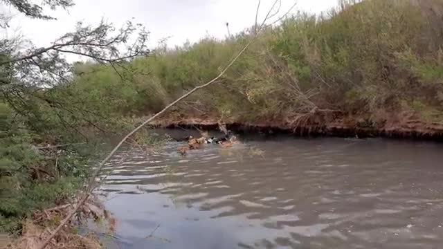 Very strange - wild boar hunting by dogs