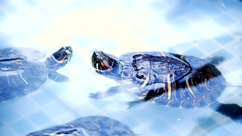 Young turtles swimming