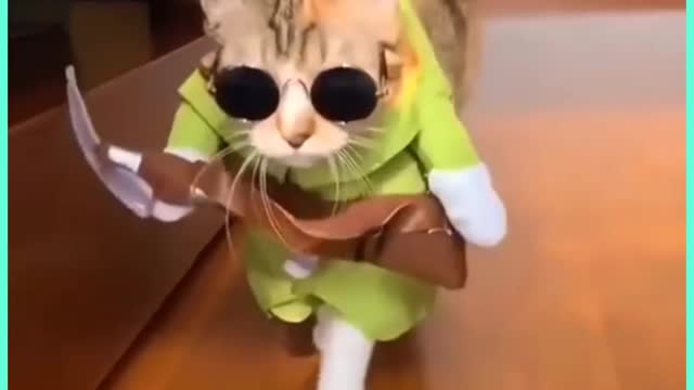 Cute cat modeling video