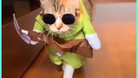 Cute cat modeling video