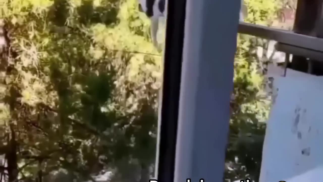 Funniest cats🐱In The World😂 Funny and Fails Pets Video #shorts #54 #cats #funny #animals