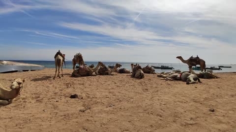 Camels rest on the coast