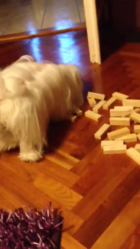 Maltés juega Jenga y quita con éxito una pieza