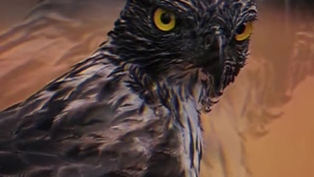 Eagle in despair