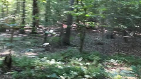 Gator Ride Thru the Woods