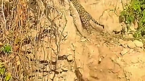 Leopard catches the crocodile